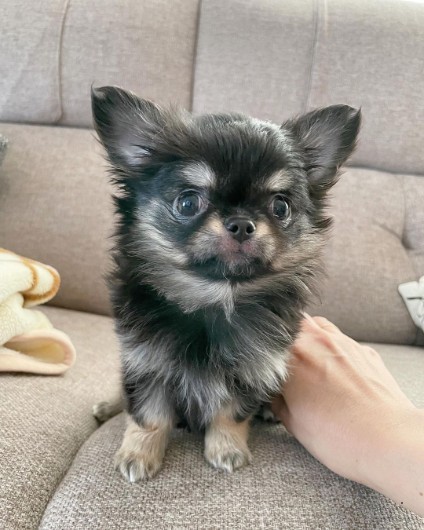 Chihuahuawelpe zu verkaufen
