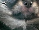 Chihuahuawelpe zu verkaufen - Vorschaubild 1