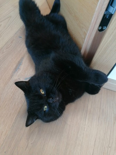 Liebevolles neues zuhause fr Kater gesucht