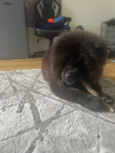 Chow Chow abzugeben
